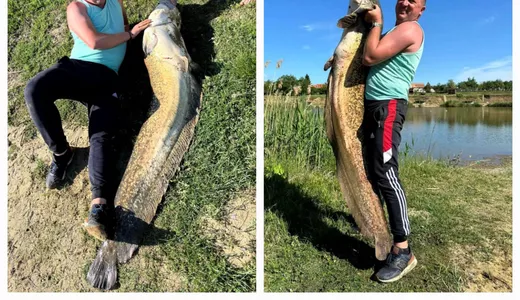 Un pescar a prins un monstru la Sântana. Peștele uriaș avea peste 2 metri și 50 de kilograme 8211 FOTO