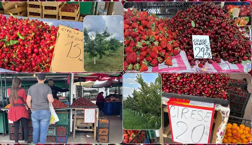 Cireșele de Comarna apar în piețele din Iași săptămâna viitoare. Cât costă un kilogram în 2024 8211 FOTO