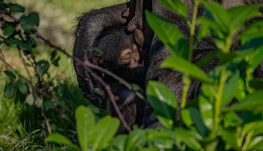 Imagini sfâșietoare de la grădina zoologică O mamă cimpanzeu își jelește de luni de zile puiul 8211 VIDEO