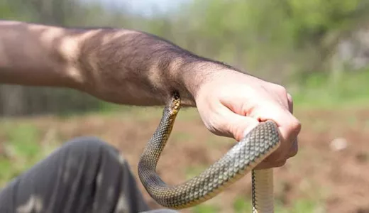 Avertisment al salvamontiştilor Întâlnirile cu şerpii pe munte devin din ce în ce mai dese