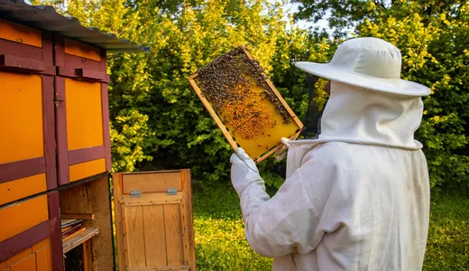 Apicultorii din Iași primesc 5 eurofamilia de albine. Plățile se fac până la finalul lunii iunie 2024