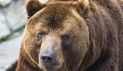 Ro-Alert. Un urs a fost semnalat în localitatea Mironeasa