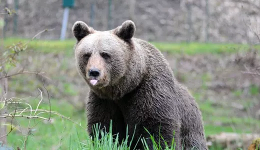 Panică în Pitești Un urs a fost observat pe străzile din oraș
