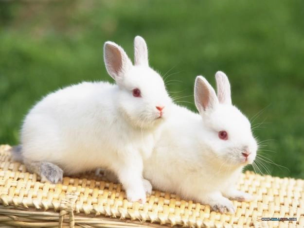 doi iepuri albi