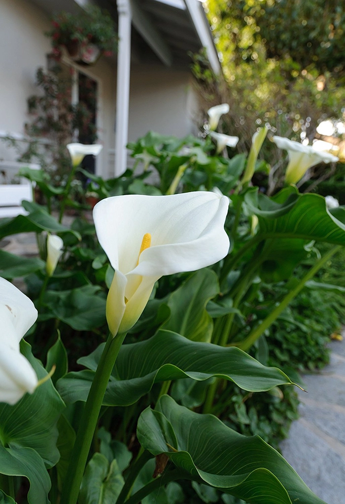floarea cala