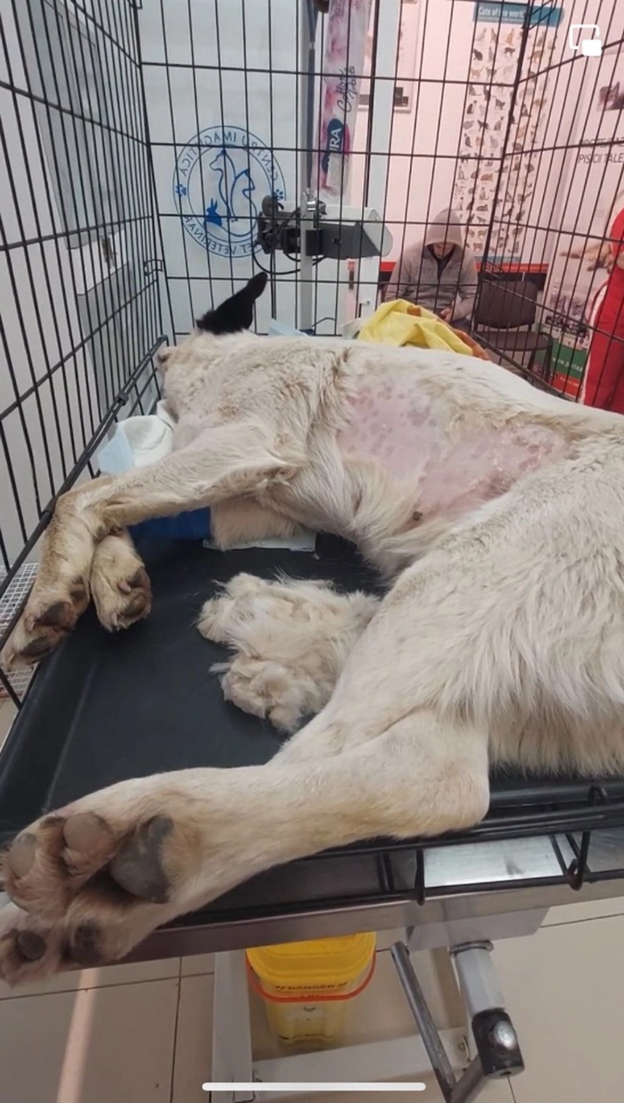 Alba la cabinetul veterinar
