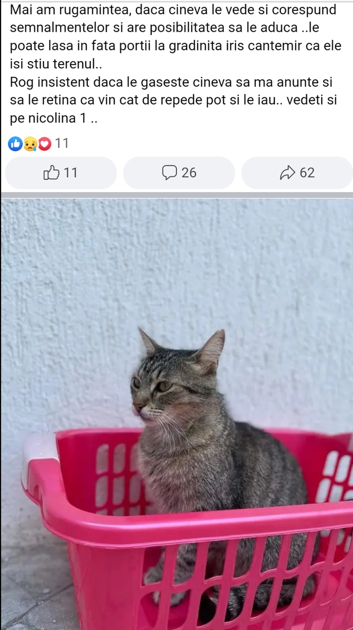 pisica gri cu alb