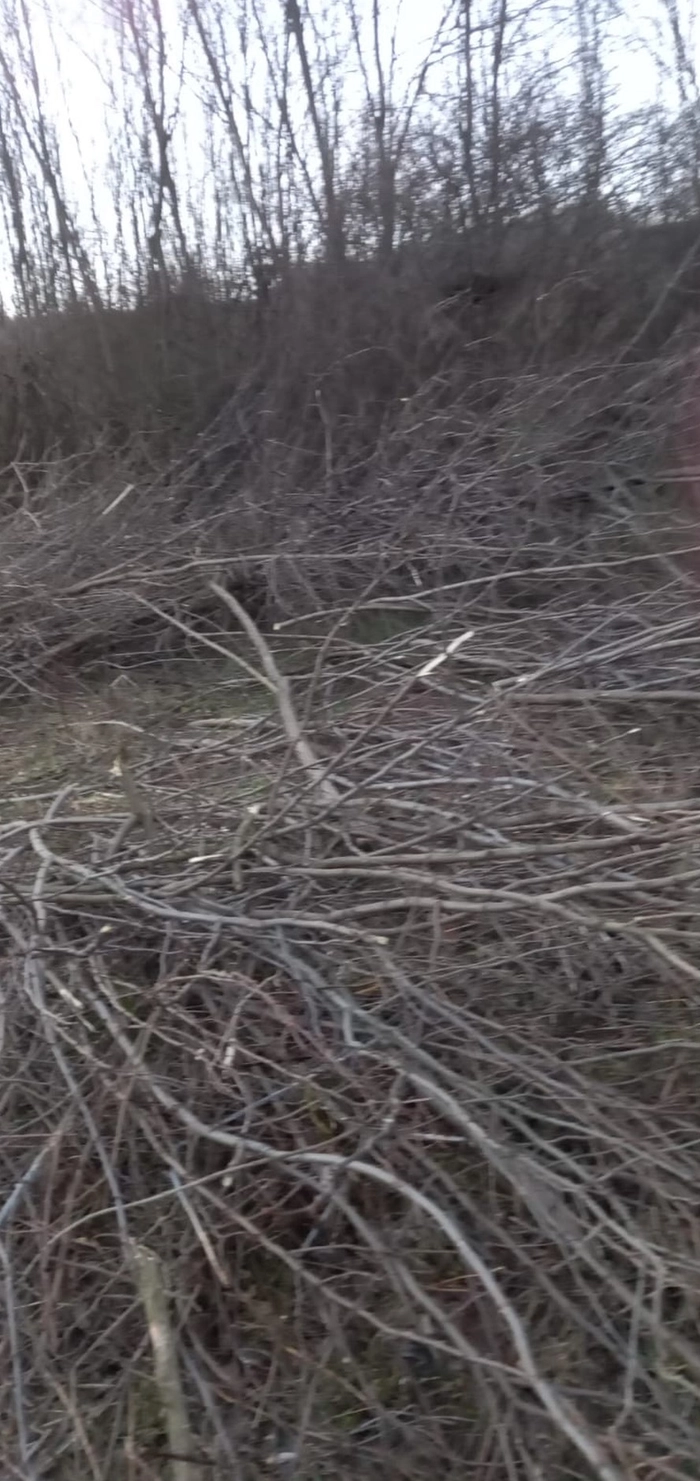 copaci taiati de pe propritate privata