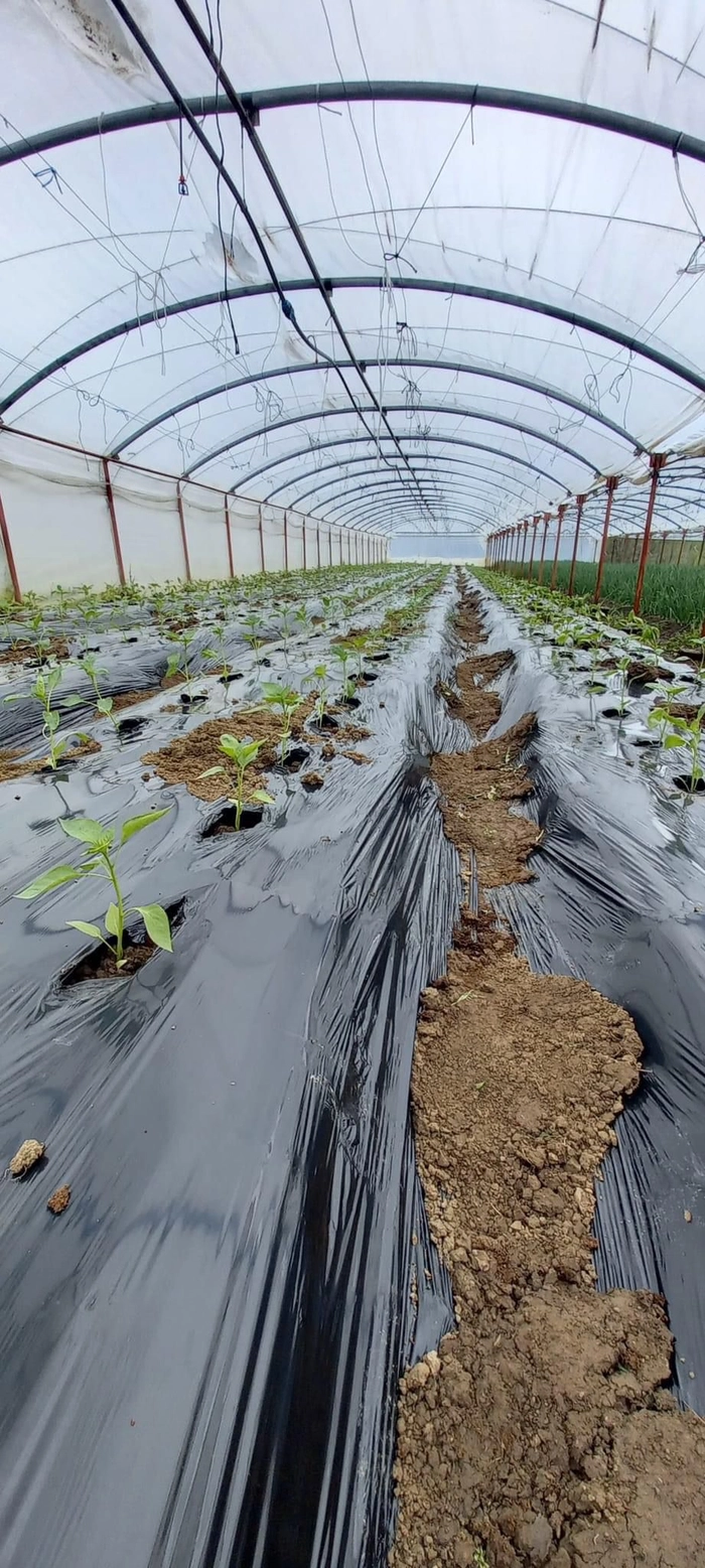 Plante in solar