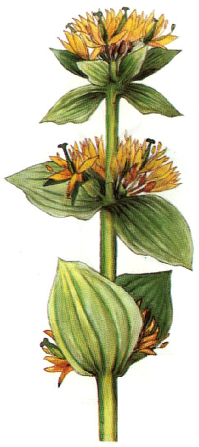 ghintura