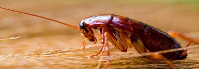 o insecta de casa