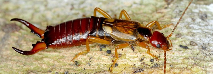 o insecta domestica
