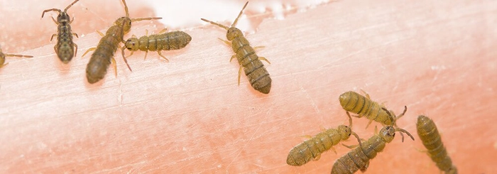 mai multe insecte de casa