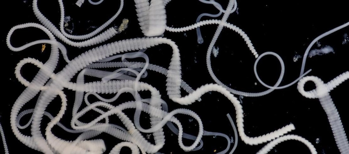viermi intestinale la nivel microscopic