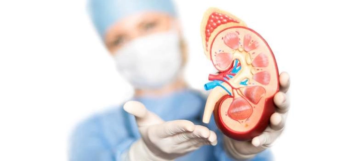 un medic care tine în mână un rinichi de plastic