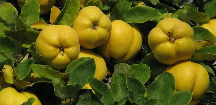 gutui