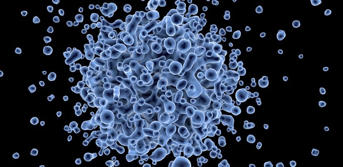 limfocite marite la nivelul microscopului