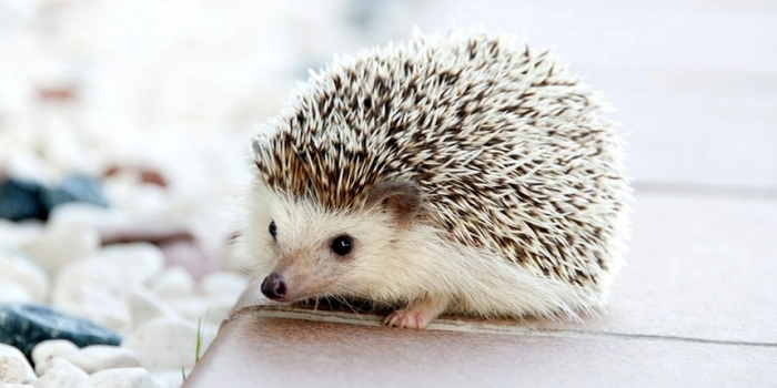 arici, animal de companie