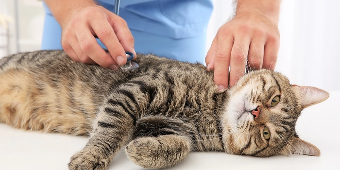 o pisică la veterinar