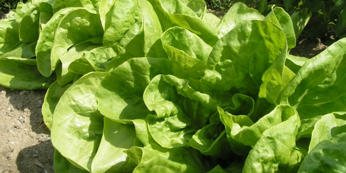salata verde