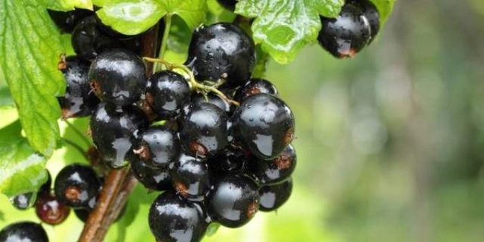 coacaze negre