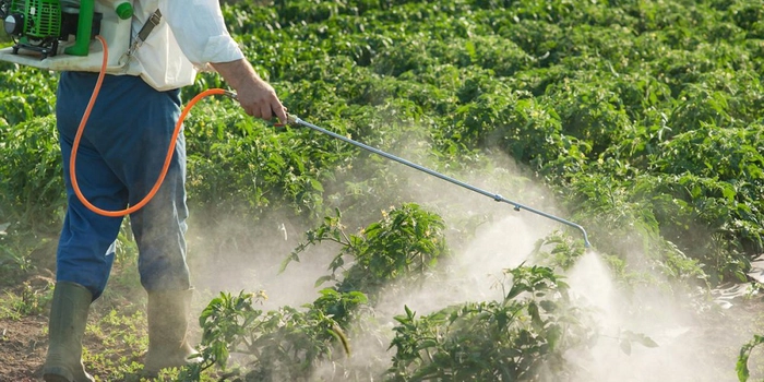 persoana care stropeste cu erbicid plantele