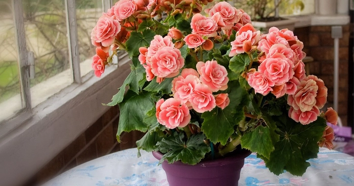 o floare la ghiveci inflorita pe o masa