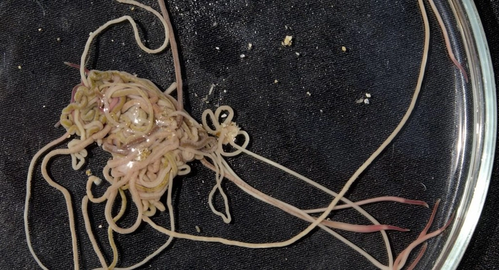 viermi intestinale pe un suport in laborator