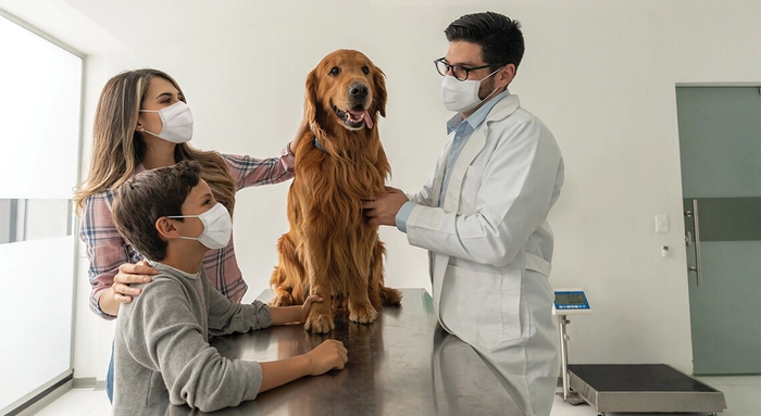 catel controlat de medicul veterinar