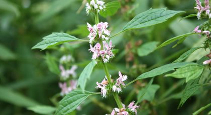 floare de talpa-gâștei