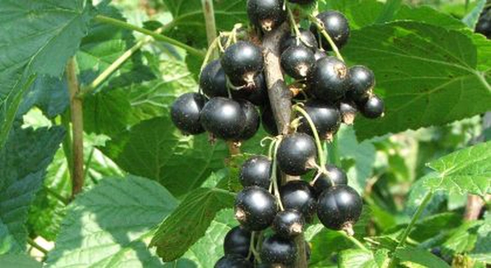 coacăze negre în copac