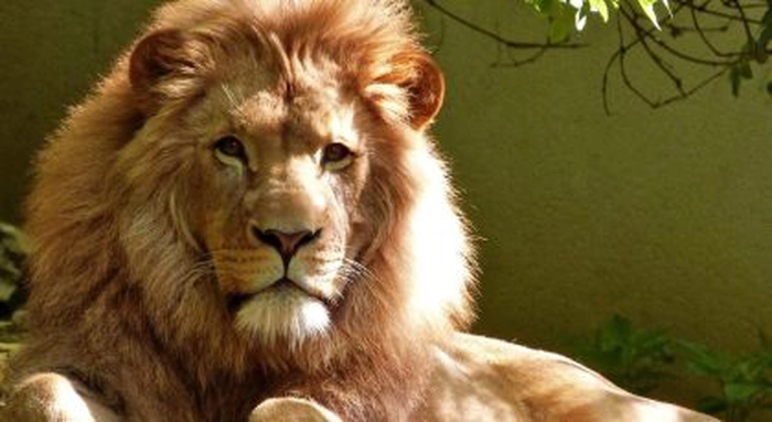 un leu pe un fundal verde închis