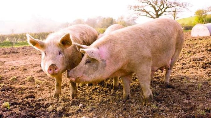 doi porci