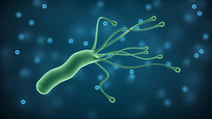 o bacterie de helicobacter pylori