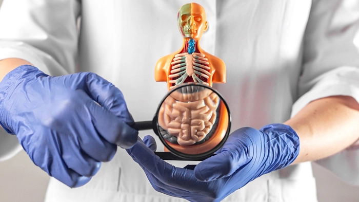 medic care tine lupa in dreptul unor intestine pe o macheta