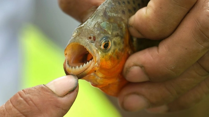 un pește piranha