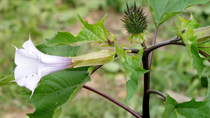 Ciumăfaia