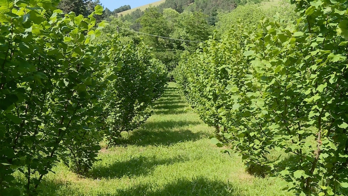 cultură de aluni pentru trufe