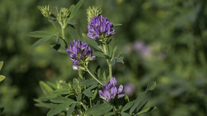 floare violet lucerna