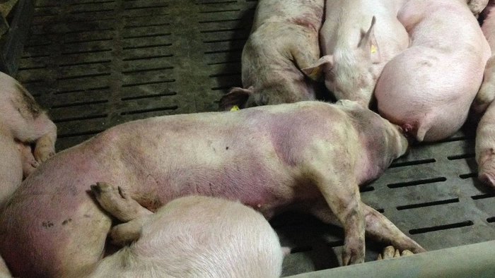 porc cu pesta porcina africana
