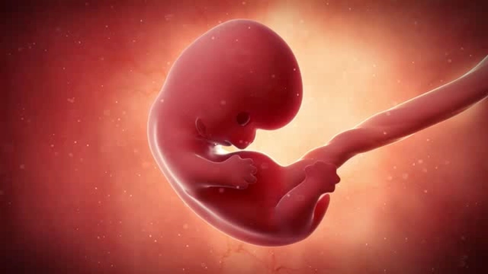 reprezentare a unui fetus