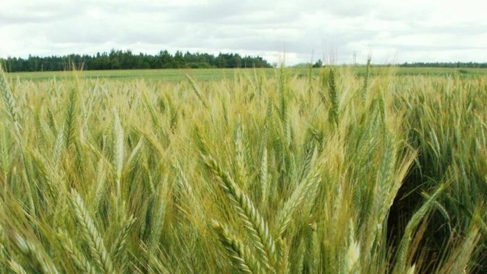 un camp de triticale