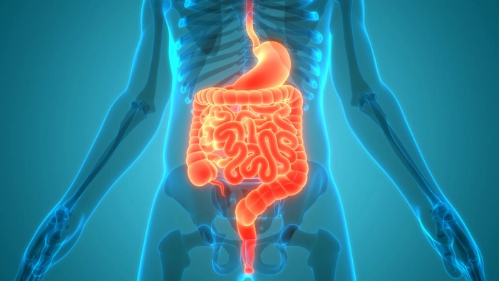 grafica tractul gastrointestinal al unei persoane