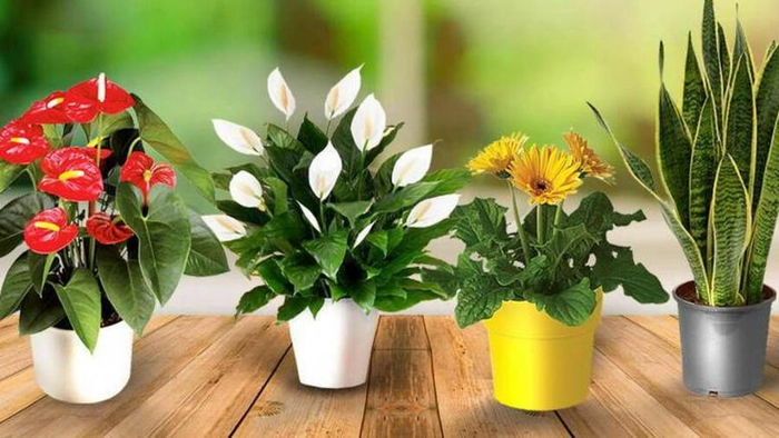 mai multe flori de apartamen