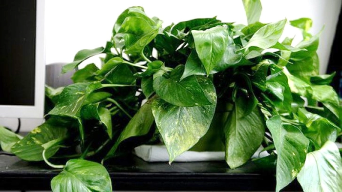 Pothos sau Iedera dracului