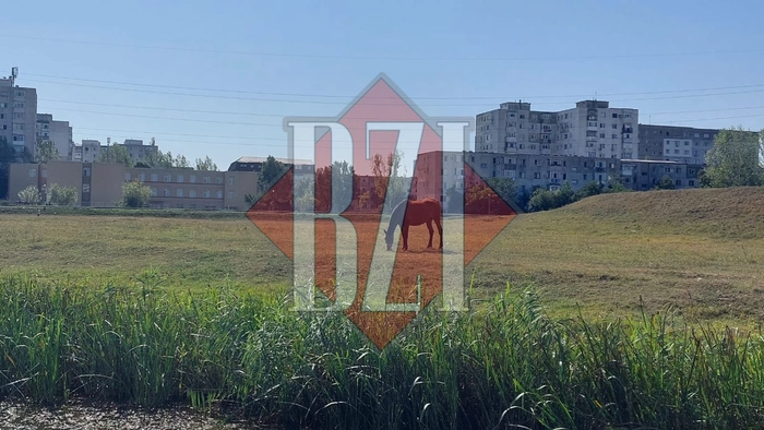 o poză cu un cal pe Bahlui