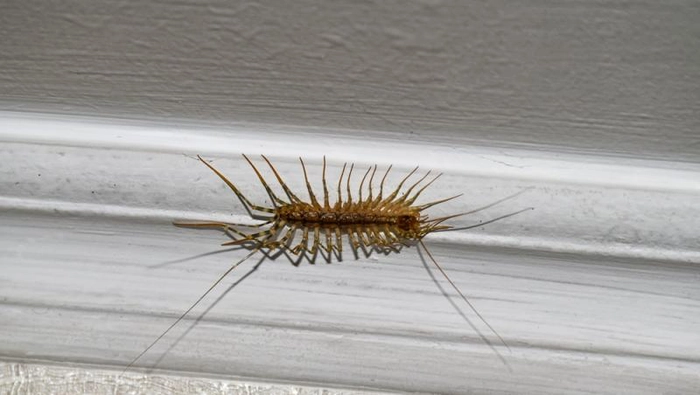 miriapod de casa pe perete