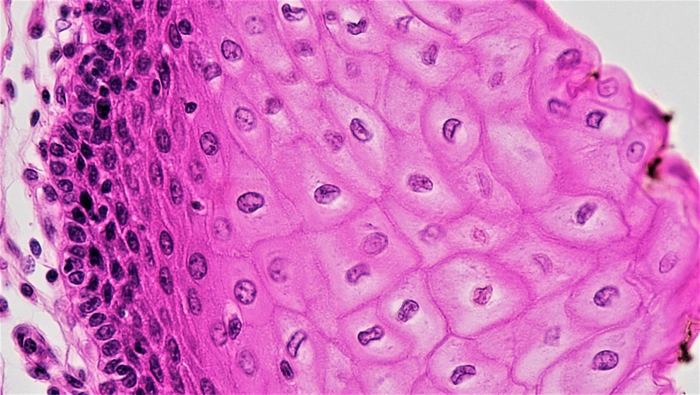 celule epiteliale la nivel microscopic