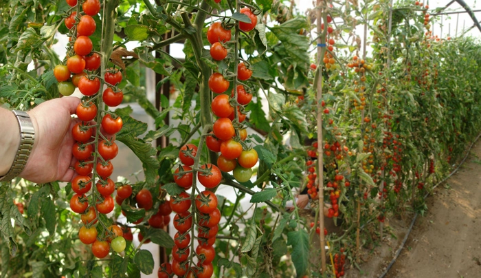 mai multe rosii intr-o sera