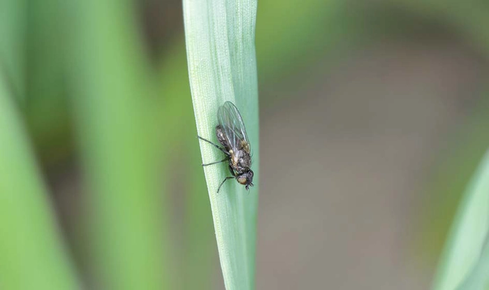 o musculita neagra pe o planta